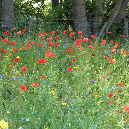 Muschelfinder Casa vacanze