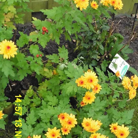 Casa vacanze Muschelfinder *