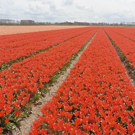 Casa vacanze Muschelfinder Sint Maartensvlotbrug