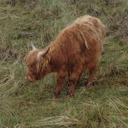 Casa vacanze Muschelfinder