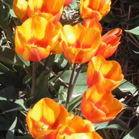 Muschelfinder Casa vacanze Sint Maartensvlotbrug